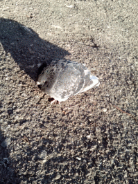 Киев, много сбитых машинами птиц начиная с лета 2013 года. Недавно начал их фотать. Накопилось уже довольно много. Вот еще живые. В тот момент когда умирают. Я думаю это какая то плесень, по типу спорыньи, которая выделяет яды, психотропы. У птиц быстрый обмен веществ. Вот такое наблюдение.