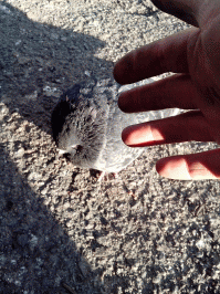 Киев, много сбитых машинами птиц начиная с лета 2013 года. Недавно начал их фотать. Накопилось уже довольно много. Вот еще живые. В тот момент когда умирают. Я думаю это какая то плесень, по типу спорыньи, которая выделяет яды, психотропы. У птиц быстрый обмен веществ. Вот такое наблюдение.