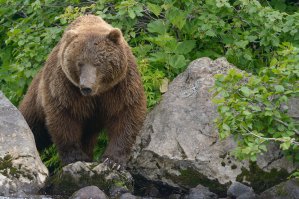 Шпиленок великолепен!

Но мало смотреть его фотки, очень желательно все таки читать его журнал. Авторские комментарии, рассказы сопровождающие фотографии - великолепны.

"В прошедшем июле я провел десять дней на реке Камбальная в Южно-Камчатском федеральном заказнике. В одно прекрасное утро мы с напарником стояли на берегу длинного переката, на котором бесконфликтно рыбачили десятка полтора разновозрастных медведей. Вдруг их всех как ветром сдуло - галопом бросились в густой ольховый стланик, и перекат стал пустым. Из-за поворота реки прямо на нас вышел вот этот дядя в самом расцвете медвежьих сил. Морда обмазана свежей грязью, видно только что валялся в грязевом каталище (так медведи метят своим запахом территорию).  Мы начали соображать, как бы исчезнуть с дороги этого монстра, но все, что успели сделать - это медленно, с приготовленными фальшфейерами в руках, сойти с медвежьей тропы, на которой мы стояли, в каменистое мелкое русло реки. Медведь не спеша прокосолапил мимо, не удостоив взглядом, словно людей и не было. Страшноватенько в тот момент было, ведь медвежье сообщество без серьезной причины с кормного места разбегаться не стало бы.  Царями природы мы себя точно не чувствовали..."