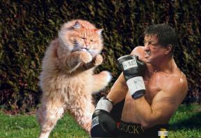 Летающие ниндзя-коты 