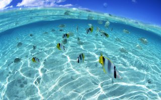 10 уникальных полуподводных фотографий