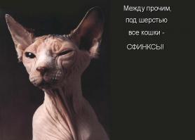 Пост кошачьей славы