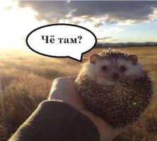  17 причин полюбить Ежа 