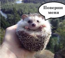  17 причин полюбить Ежа 