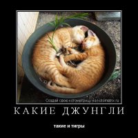 20 котов, которые пожалели о том, что сделали