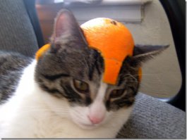  7 неожиданных способов применения  апельсиновых корок