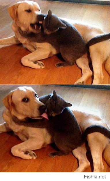 До и после момента, когда пес увидел, что хозяин все видит.