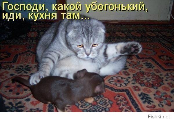 Собака из приюта 