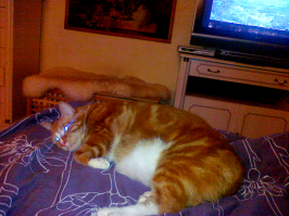 Это наш дохлик невмеручий, еле отказали 7 лет назад, цвет был не определенный, пол тоже было не опознать.  Теперь это полноценная наглая, рыжая, любимая, тринадцати килограммовая морда.