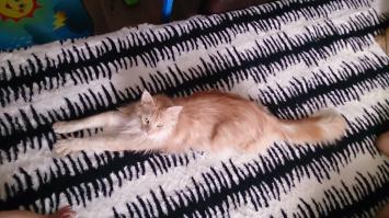 Длиннолапый кот ;-)