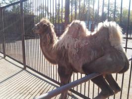 Притомился, бедолага.