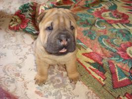 Щенки, выросшие во взрослых собак в стиле "до и после"