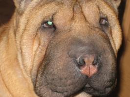 Щенки, выросшие во взрослых собак в стиле "до и после"