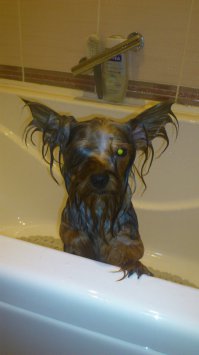 Был немец-красавец и умница, умер 31 мая 2001г. от старости. До сих пор Ганса вспоминаем! Долго не решалась завести собаку, пока дети не подарили малышку-мальчишку.А потом забрала из питомника никому уже не нужную стареющую суку. Теперь вот живу со мной такие плюшки! Йорков много не бывает!