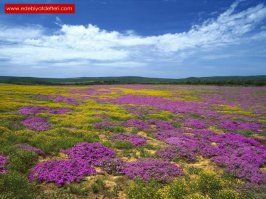 Настоящее море цветов можно увидеть весной в Namaqualand, в удивительном регионе Намибии (Южная Африка). Территория Namaqualand тянется на 600 миль вдоль западного побережья и ее общая площадь составляет 170 000 кв. миль.