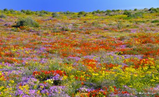 Настоящее море цветов можно увидеть весной в Namaqualand, в удивительном регионе Намибии (Южная Африка). Территория Namaqualand тянется на 600 миль вдоль западного побережья и ее общая площадь составляет 170 000 кв. миль.