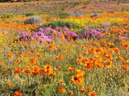Настоящее море цветов можно увидеть весной в Namaqualand, в удивительном регионе Намибии (Южная Африка). Территория Namaqualand тянется на 600 миль вдоль западного побережья и ее общая площадь составляет 170 000 кв. миль.