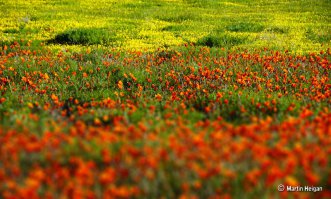 Настоящее море цветов можно увидеть весной в Namaqualand, в удивительном регионе Намибии (Южная Африка). Территория Namaqualand тянется на 600 миль вдоль западного побережья и ее общая площадь составляет 170 000 кв. миль.