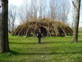 27 деревьев, которым не страшны никакие трудности