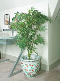 декоративная марихуана от New Image Plants...ихний сотрудник наверн