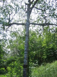 береза- крест на соловках