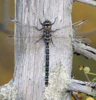 Жуков не собирали, но собирали вот таких вот стрекоз. и тоже были разные по цветам и "рангам" ))) "буйволы", "яки"...