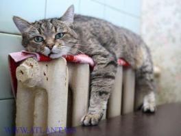 Обычная кошка "усыновила" двух детенышей манула