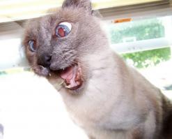 Обычная кошка "усыновила" двух детенышей манула