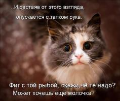 Пушистые комочки с золотым сердцем