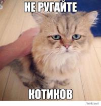 Кот напал на ребёнка