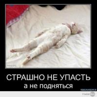 Фишкина солянка за 23.11.2014