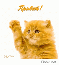 30 доказательств того, что коты многогранны и талантливы