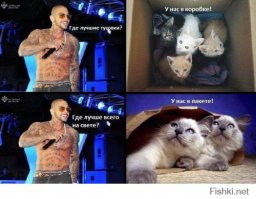 20 котов, которые постигли тайны ниндзя