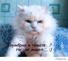 Подборка нечистых на лапу котеек