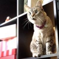 Я пошла выкидывать мусор и заметила черный меховой комочек