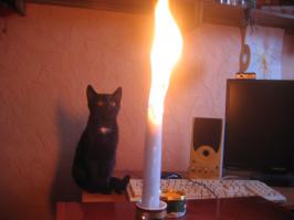 Забавные котики