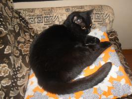 Конец рабочей недели, животные тоже устали