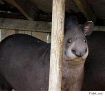  Все девушки так делают