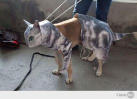 "Волк в овечьей шкуре" )))