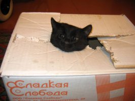 Эх и любят же они это дело (Коробки) А вот мой хулиган))