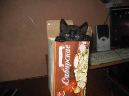 Эх и любят же они это дело (Коробки) А вот мой хулиган))