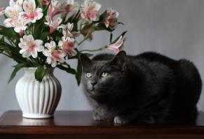 Какая прелесть этот пост, чудные котейки и здесь, и в комментариях. Моего дружочка уже нет три месяца, кажется, большего горя я в своей жизни не переживала...