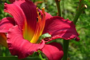 А у меня они в цветках лилейника спят.