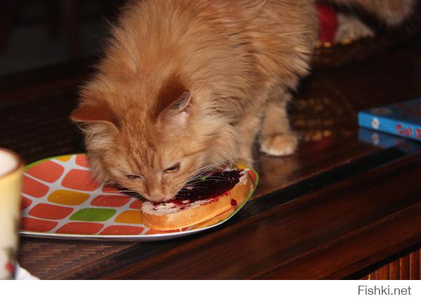 Реакция кота на первый в жизни бутерброд со смородиновым вареньем. Взяли это чудо в приюте неделю назад, лопает все подряд, но чтобы жрать варенье из смородины, в голове не укладывается ))