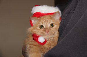 А это наш котейка, нашли в приюте полтора месяца назад, естесственно при нем был весь "букет" - блохи, ушные клещи, слезящиеся глаза, дикий понос, ничего, к ветеринару сводили, справились со всеми делами, теперь вот такое чудо маленькое )