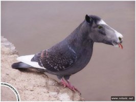 ну вот и про паконов вспомнили