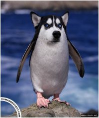 ну вот и про паконов вспомнили