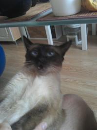 моя зверюга