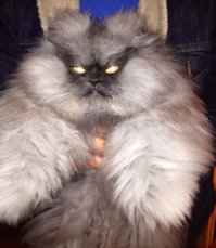 Животные с повышенной лохматостью