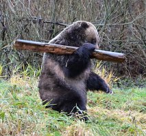 31 маленькая победа очаровательных животных